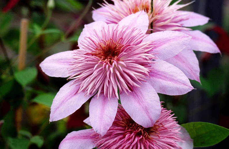 Clematis Empress (Early Large-Flowered Clematis)