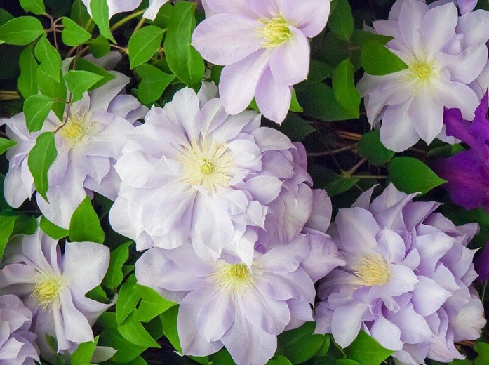 Clematis Louise Rowe (Early Large-Flowered Clematis)