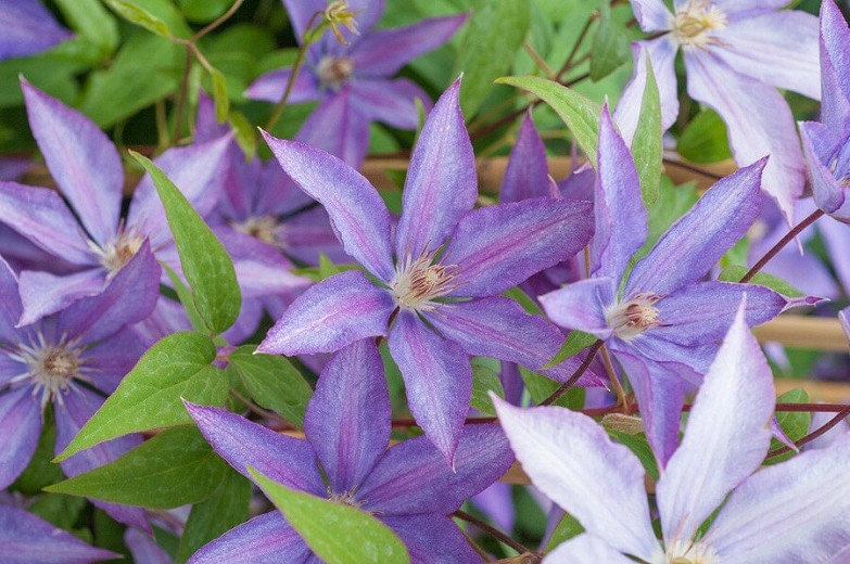 Clematis Kathleen Dunford (Early Large-Flowered Clematis)