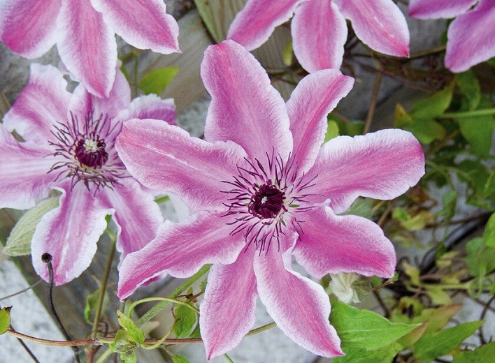 Clematis Carnaby (Early Large-Flowered Clematis)