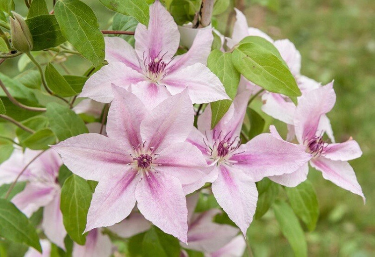 Clematis Pink Fantasy (Late Large-Flowered Clematis)