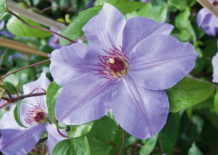 Clematis Ramona (Late Large-Flowered Clematis)