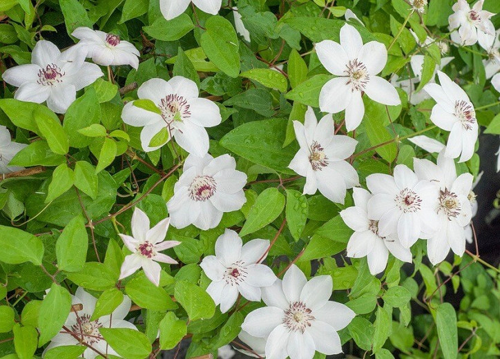 Clematis Miss Bateman (Early Large-Flowered Clematis)