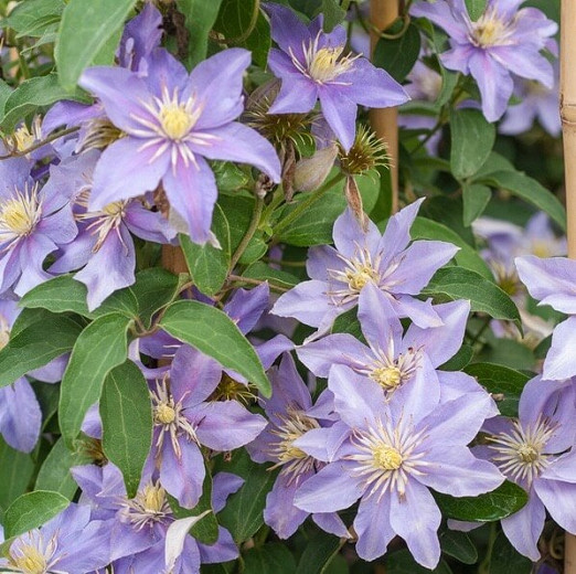 Clematis Justa (Viticella Group)