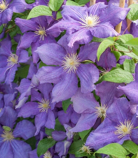 Clematis Luther Burbank (Late Large-Flowered Clematis)