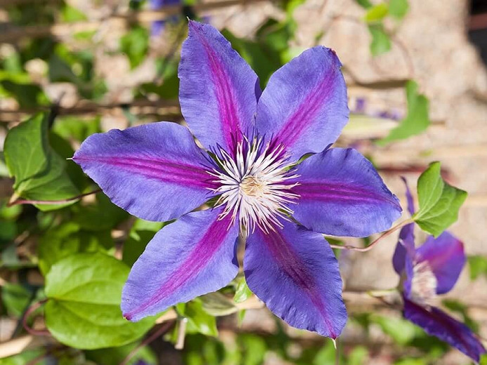 Clematis Anna Louise (Early Large-Flowered Clematis)