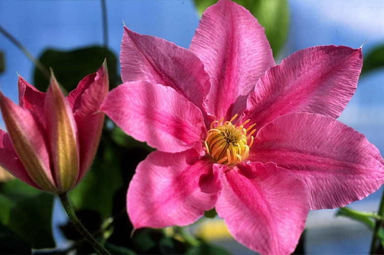 Clematis Abilene (Early Large-Flowered Clematis)