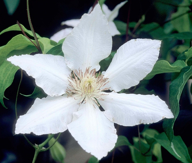 Clematis Hyde Hall (Early Large-Flowered Clematis)