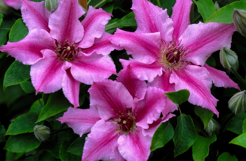 Clematis Cherokee (Early Large-Flowered Clematis)