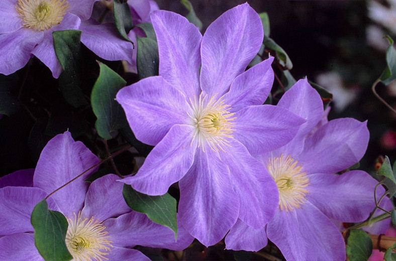 Clematis Dianas Delight (Early Large-Flowered Clematis)