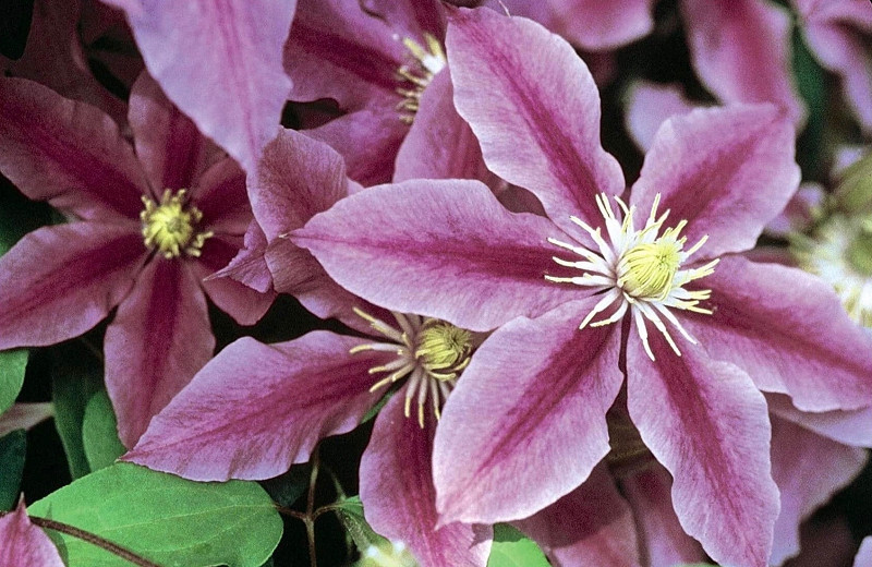 Clematis Sugar Candy (Early Large-Flowered Clematis)