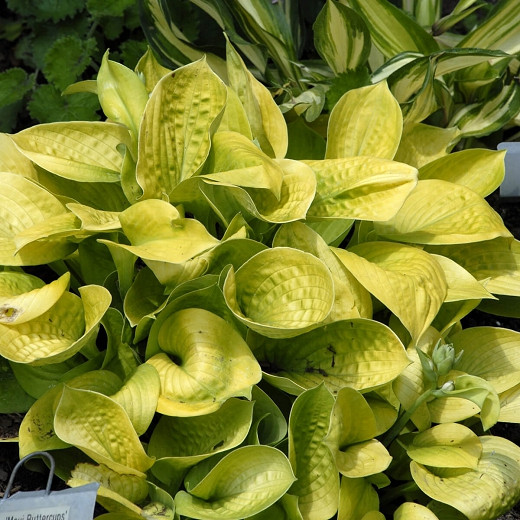 Hosta Maui Buttercups (Plantain Lily)