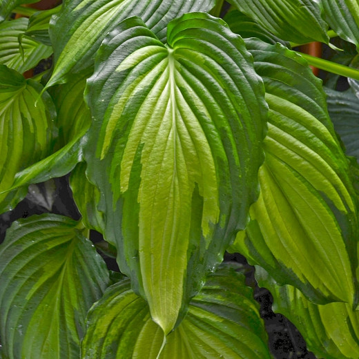 Hosta Angel Falls (Plantain Lily)