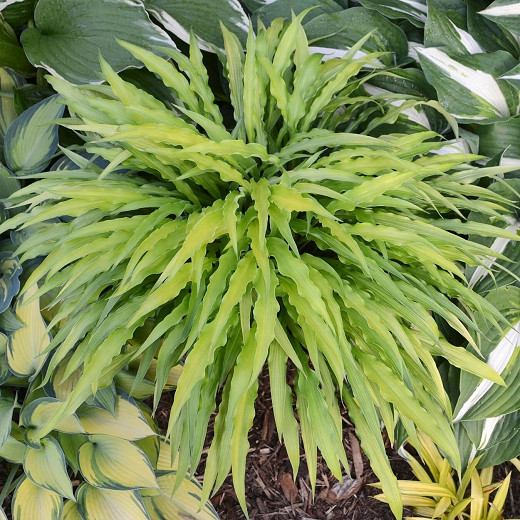 Hosta Curly Fries (Plantain Lily)