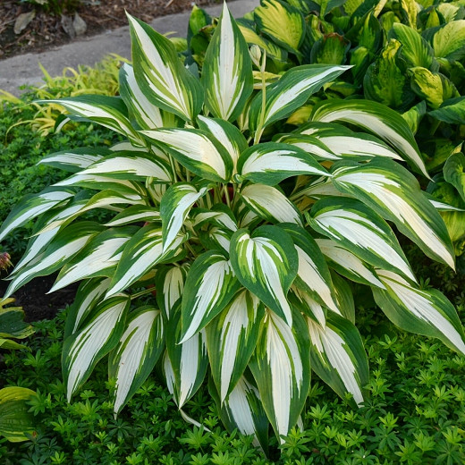 Hosta Cool as a Cucumber (Plantain Lily)