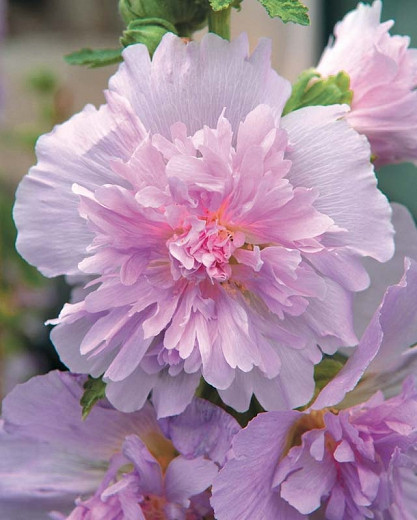 Alcea rosea Spring Celebrities Lilac (Hollyhock)