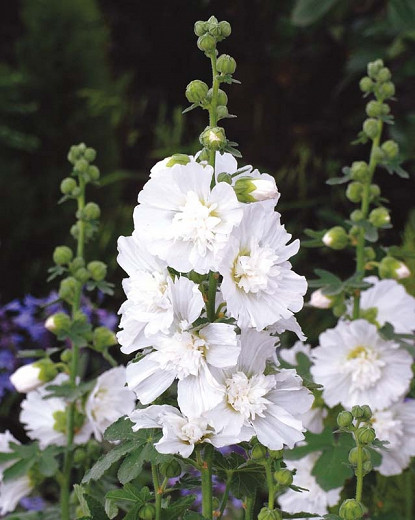 Alcea rosea Spring Celebrities White (Hollyhock)