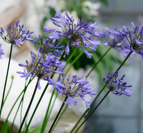 Agapanthus Donau (African Lily)