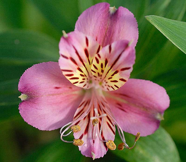 Alstroemeria Mauve Majesty (Peruvian Lily)