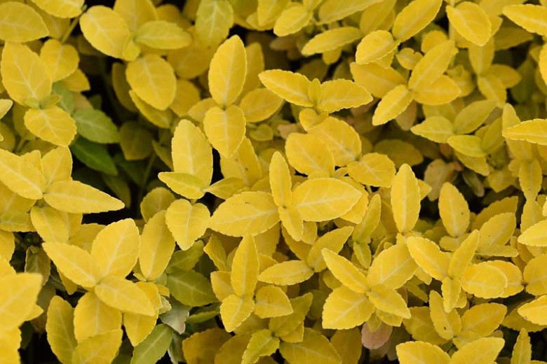Euonymus fortunei Goldy™  (Wintercreeper)