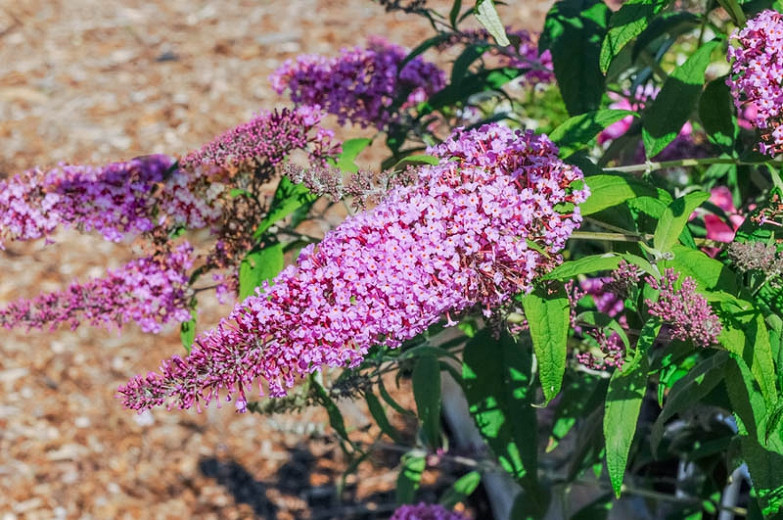 Buddleja davidii Pink Delight (Butterfly Bush)