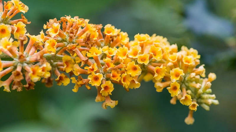 Buddleja × weyeriana Honeycomb (Butterfly Bush)