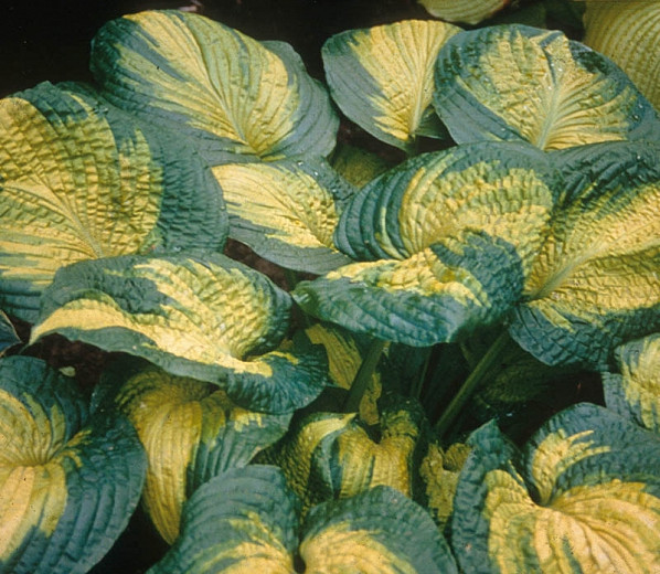 Hosta Brother Stefan (Plantain Lily)