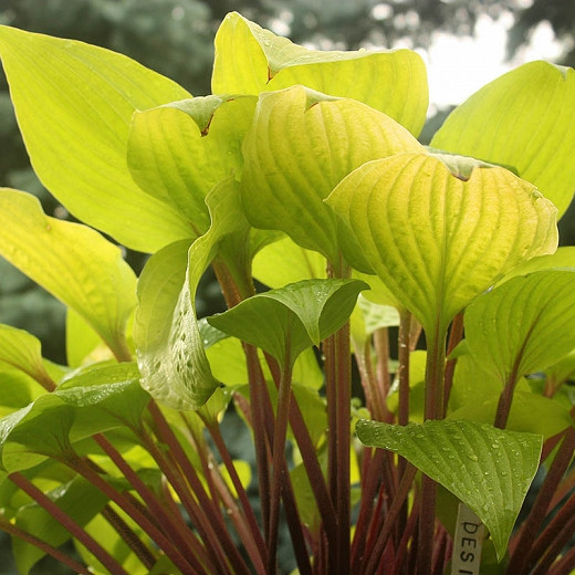 Hosta Designer Genes (Plantain Lily)