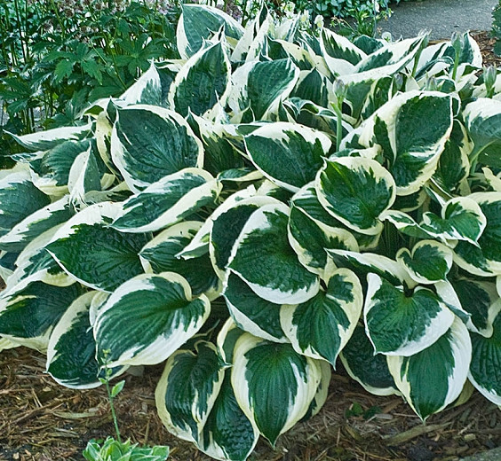 Hosta Minuteman (Plantain Lily)