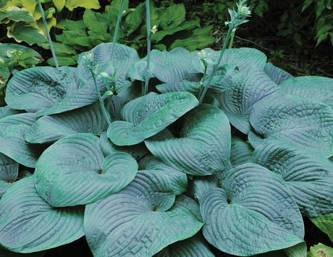 Hosta Humpback Whale (Plantain Lily)