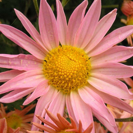 Chrysanthemum Samba