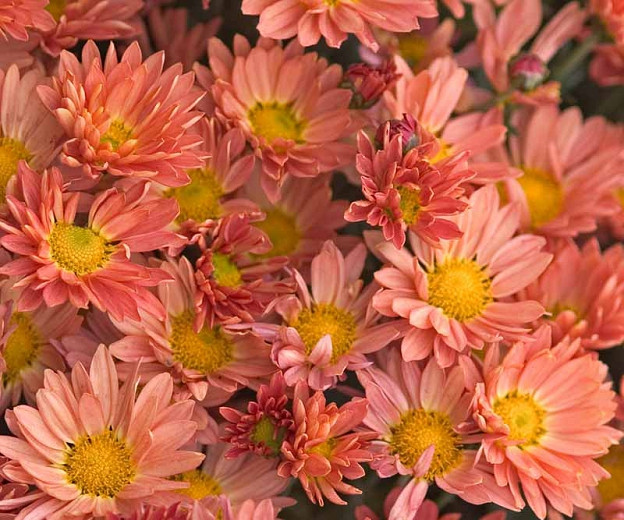 Chrysanthemum Rhumba