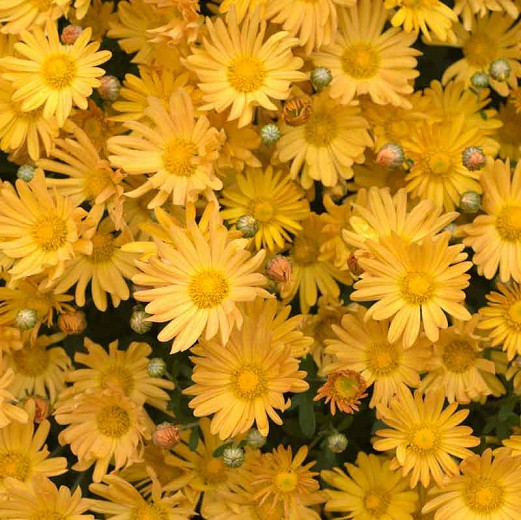 Chrysanthemum Bolero