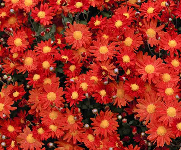 Chrysanthemum Overture