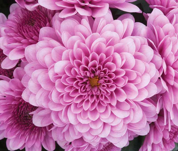 Chrysanthemum Cheryl Pink