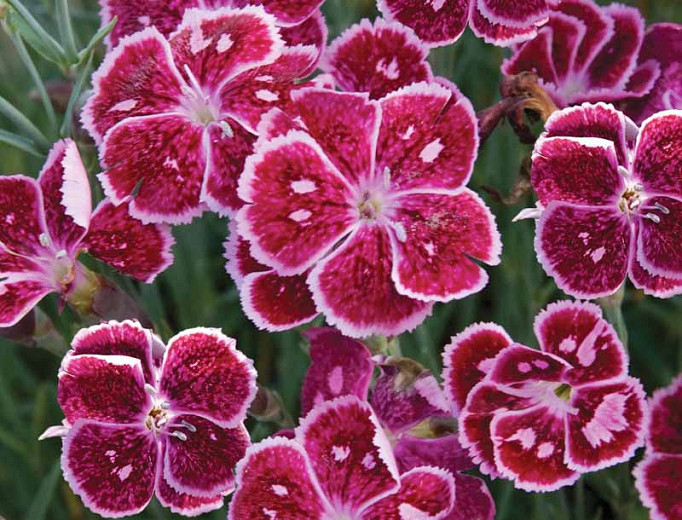 Dianthus Fire and Ice (Pink)