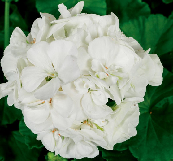 Pelargonium Americana White (Zonal Geranium)
