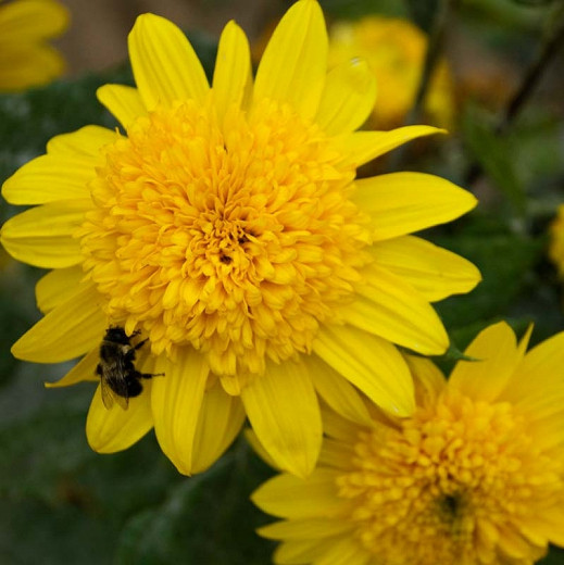 Helianthus Happy Days (Perennial Sunflower)