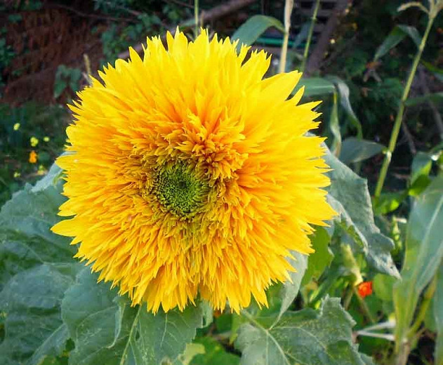 Helianthus annuus Goldy (Common Sunflower)