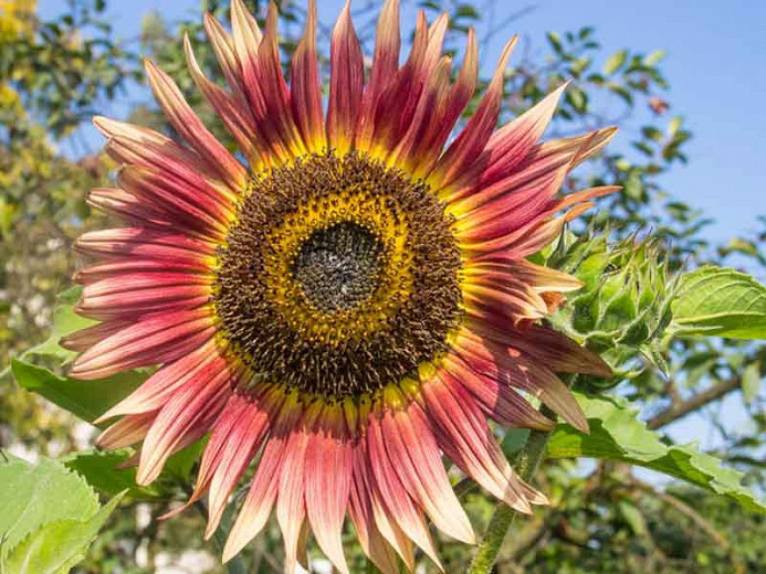 Helianthus annuus Gypsy Charmer (Common Sunflower)