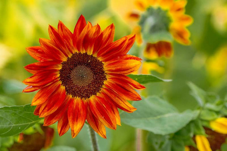 Helianthus annuus Evening Sun (Common Sunflower)