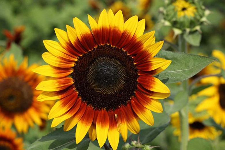 Helianthus annuus Ring of Fire (Common Sunflower)