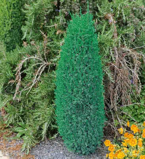 Juniperus communis Compressa (Common Juniper)