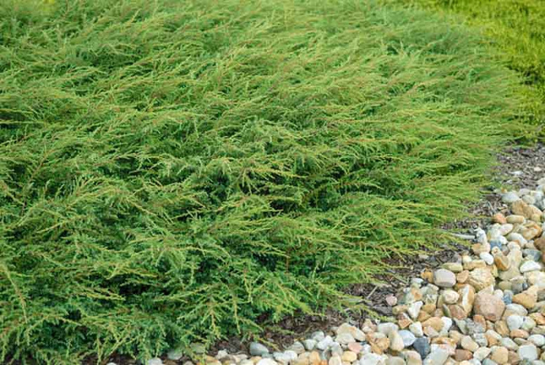 Juniperus communis Repanda (Common Juniper)