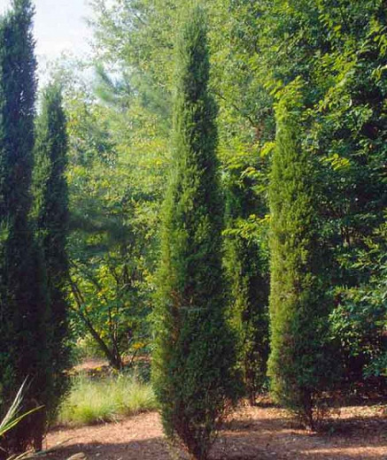 Juniperus chinensis Spartan (Chinese Juniper)