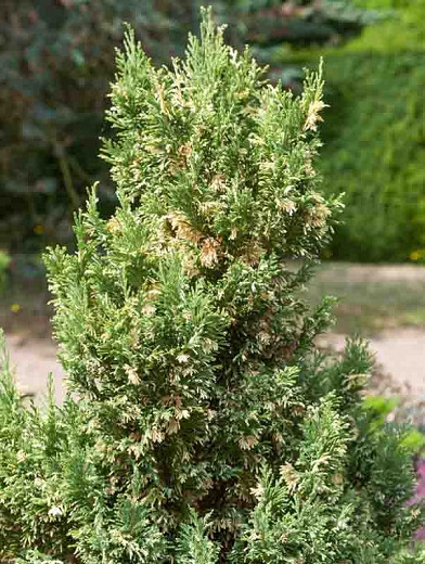 Chamaecyparis lawsoniana Silver Threads (Lawson Cypress)