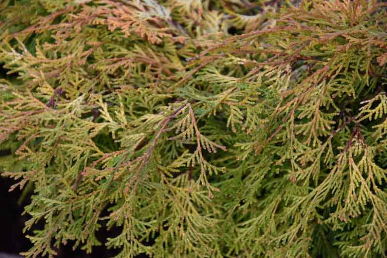 Chamaecyparis obtusa Kamarachiba (Hinoki Cypress)