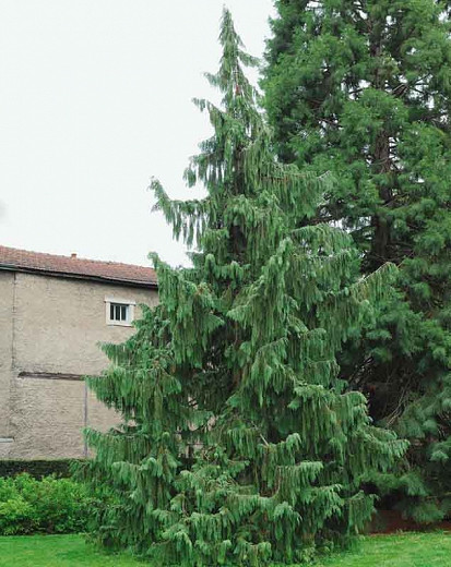 Chamaecyparis nootkatensis Pendula (Nootka Cypress)