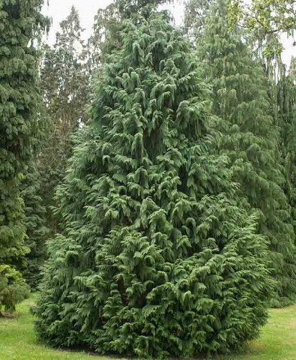 Chamaecyparis nootkatensis Glauca (Nootka Cypress)
