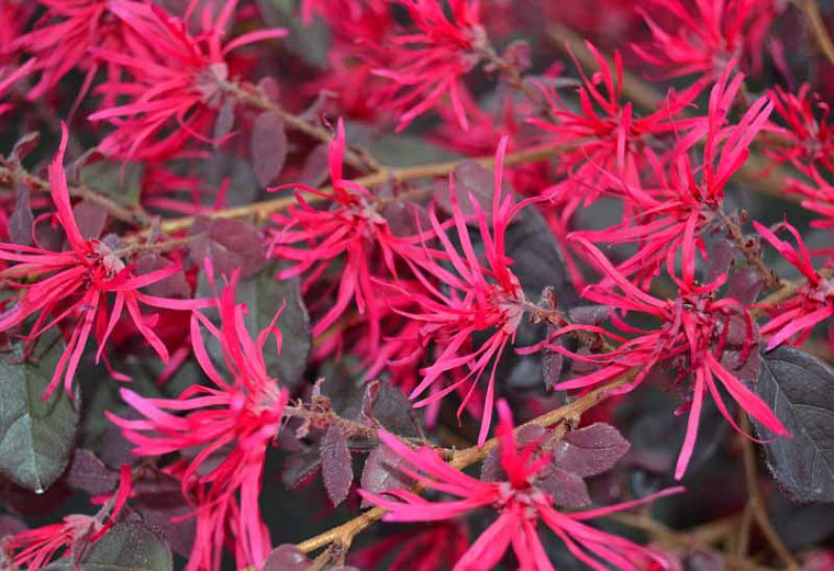 Loropetalum chinense var. rubrum Sparkling Sangria™ (Chinese Fringe Flower)